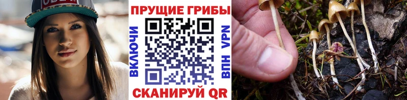 где купить наркоту  Нефтекумск  кракен маркетплейс  Галлюциногенные грибы GOLDEN TEACHER 